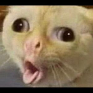 Meet your Posher, Felix